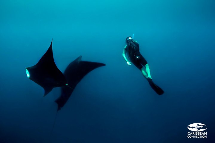 Svøm med milde hvalhaier nær Cancun og slapp av på Isla Mujeres' fantastiske Playa Norte, foto 6 | wizardtrip