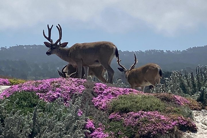 Tour guidato in e-bike lungo la panoramica 17-Mile Drive di Monterey, con viste sulla costa e monumenti, foto 15 | wizardtrip