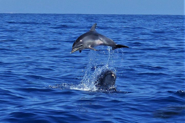 Hvalspaning og seiltur langs Los Gigantes-klippene på Tenerife, Spania, foto 9 | wizardtrip