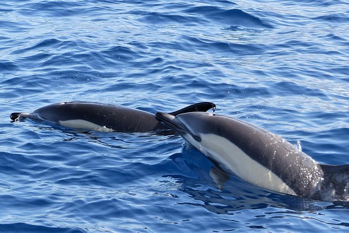 Hvalspaning og seiltur langs Los Gigantes-klippene på Tenerife, Spania, foto 14 | wizardtrip