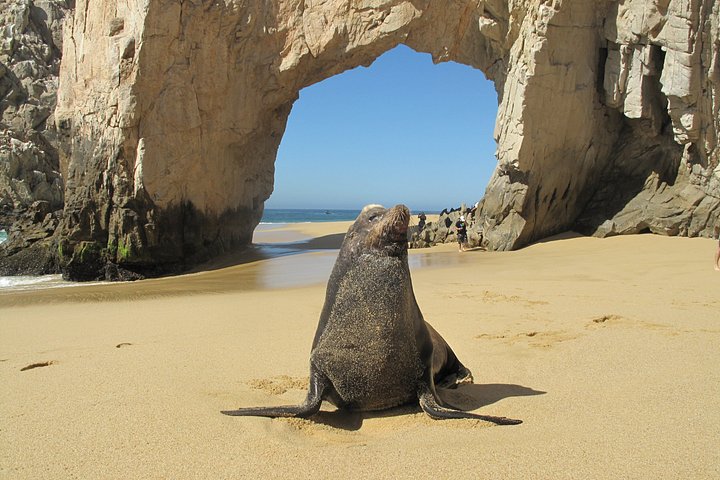 Aventura de caiaque e snorkel no Arco de Cabo San Lucas, México, foto 15 | wizardtrip