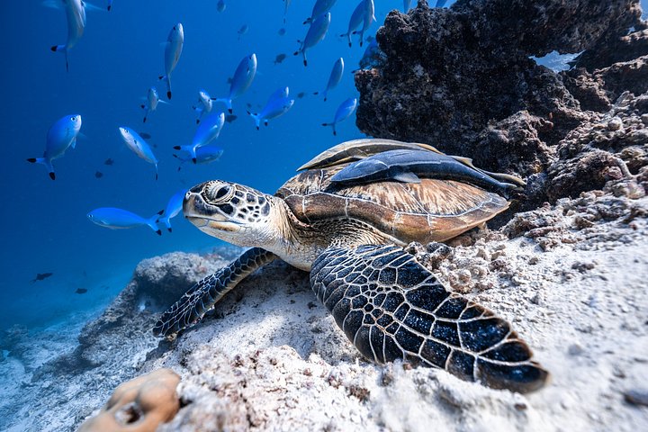 Snorkelers exploring vibrant coral reefs and diverse marine life in the clear waters of Cabo San Lucas, photo 8 | wizardtrip