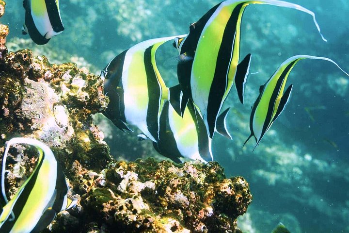 Snorkelers exploring vibrant coral reefs and diverse marine life in the clear waters of Cabo San Lucas, photo 9 | wizardtrip