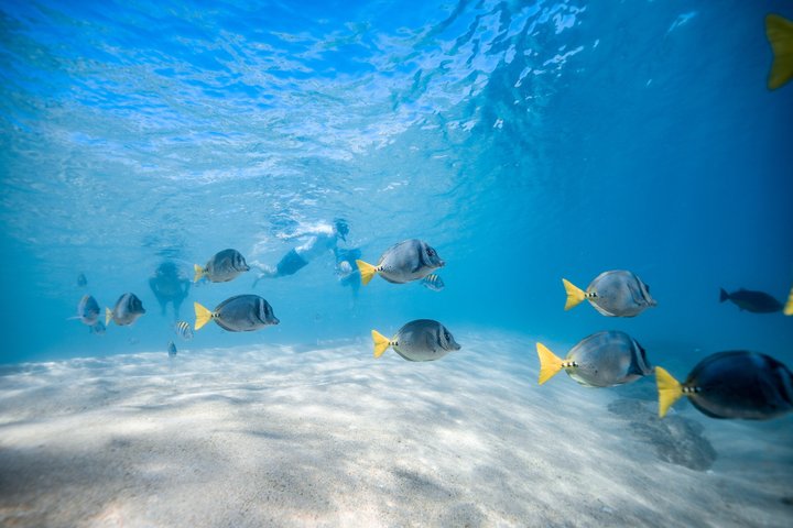 Snorkelers exploring vibrant coral reefs and diverse marine life in the clear waters of Cabo San Lucas, photo 10 | wizardtrip