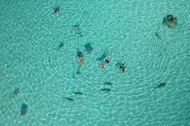 モレアのラグーンでのカタマランセーリングとシュノーケリングツアー、海洋生物との出会い、写真7 | wizardtrip