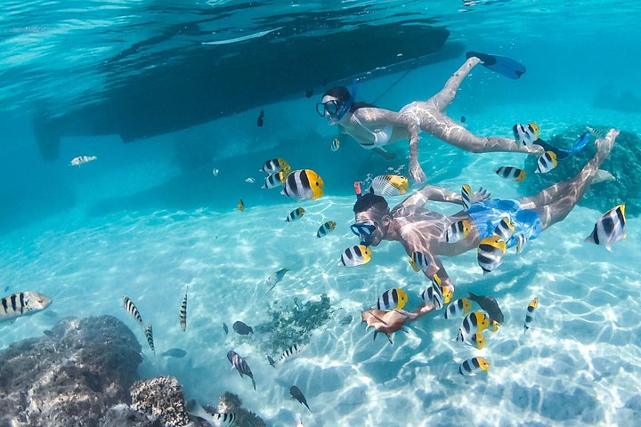 モレアのラグーンでのカタマランセーリングとシュノーケリングツアー、海洋生物との出会い、写真8 | wizardtrip