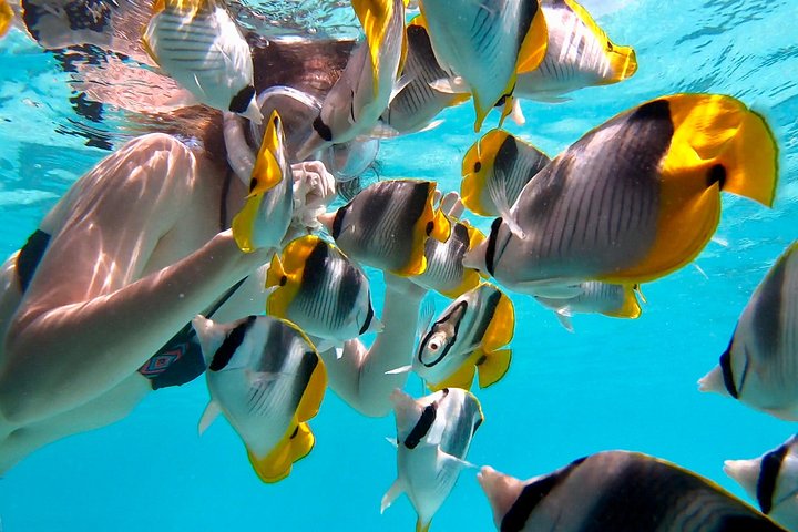 モレアのラグーンでのカタマランセーリングとシュノーケリングツアー、海洋生物との出会い、写真11 | wizardtrip