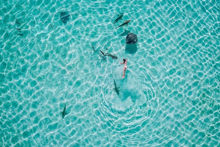 モレアのラグーンでのカタマランセーリングとシュノーケリングツアー、海洋生物との出会い、写真14 | wizardtrip