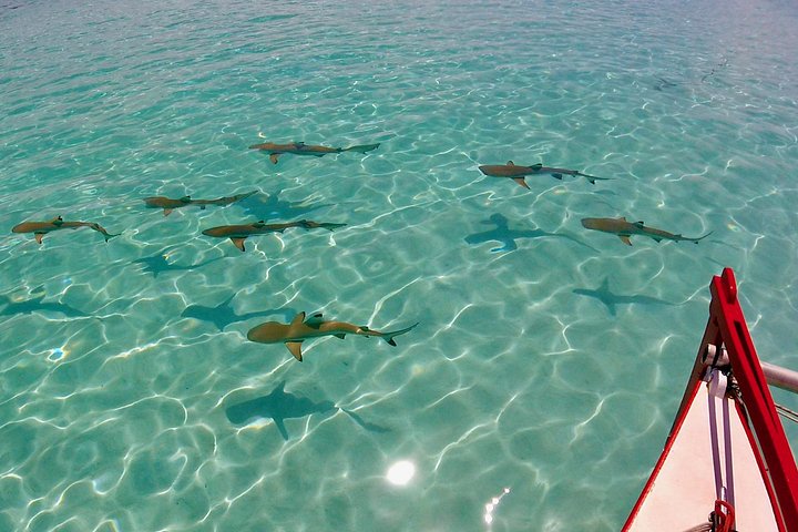 モレアのラグーンでのカタマランセーリングとシュノーケリングツアー、海洋生物との出会い、写真15 | wizardtrip