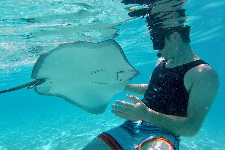 モレアのラグーンでのカタマランセーリングとシュノーケリングツアー、海洋生物との出会い、写真17 | wizardtrip
