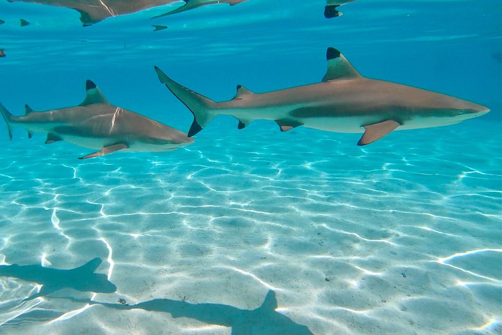 モレアのラグーンでのカタマランセーリングとシュノーケリングツアー、海洋生物との出会い、写真21 | wizardtrip