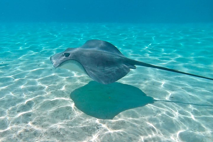 モレアのラグーンでのカタマランセーリングとシュノーケリングツアー、海洋生物との出会い、写真23 | wizardtrip
