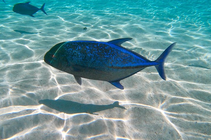 モレアのラグーンでのカタマランセーリングとシュノーケリングツアー、海洋生物との出会い、写真24 | wizardtrip
