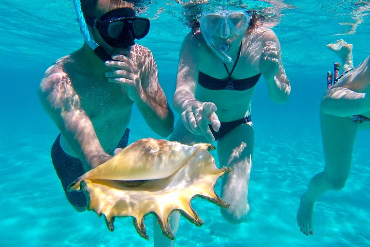 モレアのラグーンでのカタマランセーリングとシュノーケリングツアー、海洋生物との出会い、写真27 | wizardtrip