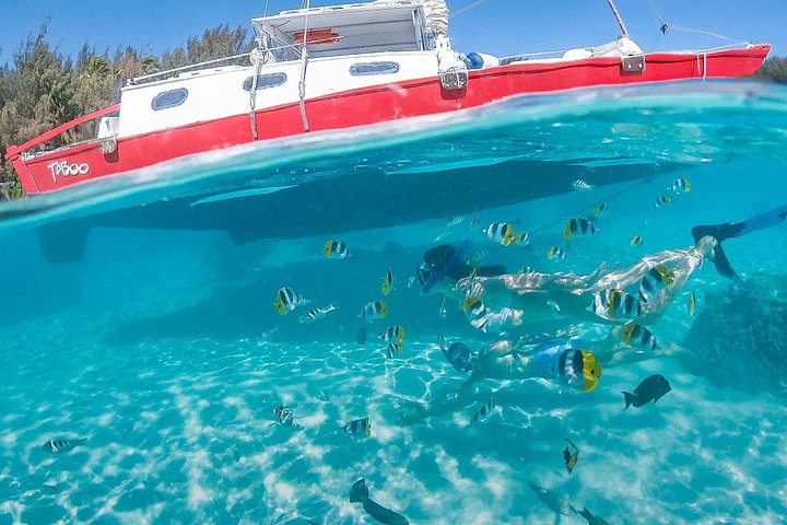 モレアのラグーンでのカタマランセーリングとシュノーケリングツアー、海洋生物との出会い、写真30 | wizardtrip