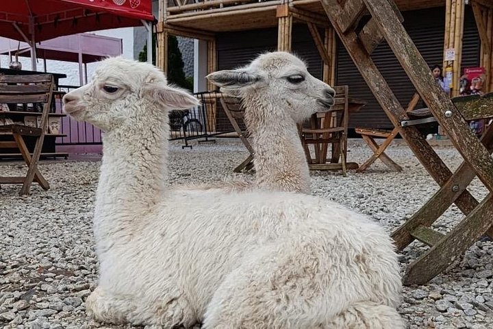 Dagsutflykt till Guatapé, Colombia, med den färgglada staden, El Peñol-klippan och en båttur, foto 12 | wizardtrip