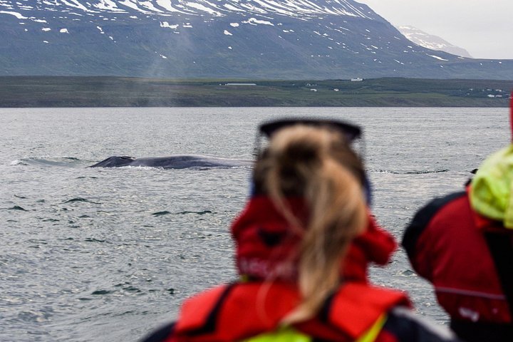 エイヤフィヨルズル、アークレイリ、アイスランドでのホエールウォッチングツアー。ザトウクジラとフィヨルドの景観が特徴です、写真6 | wizardtrip