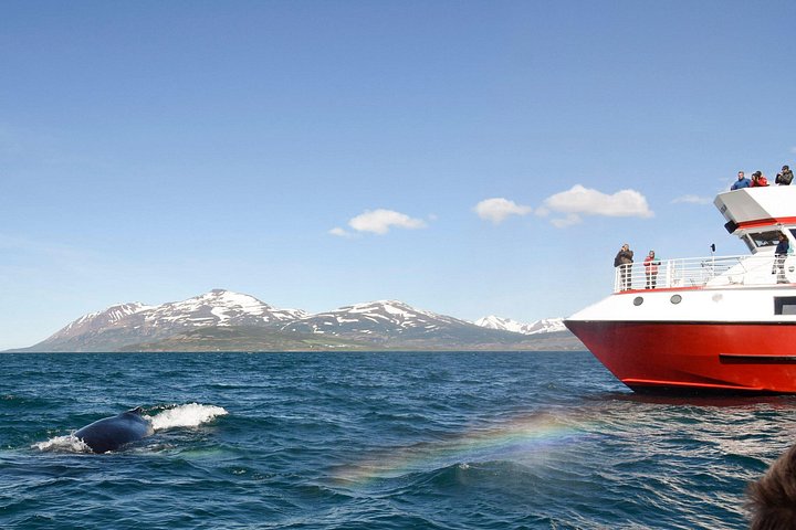 エイヤフィヨルズル、アークレイリ、アイスランドでのホエールウォッチングツアー。ザトウクジラとフィヨルドの景観が特徴です、写真7 | wizardtrip