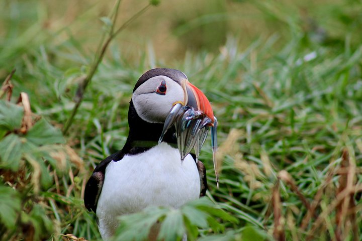 Classic Puffin Watching Cruise from Downtown Reykjavík | wizardtrip