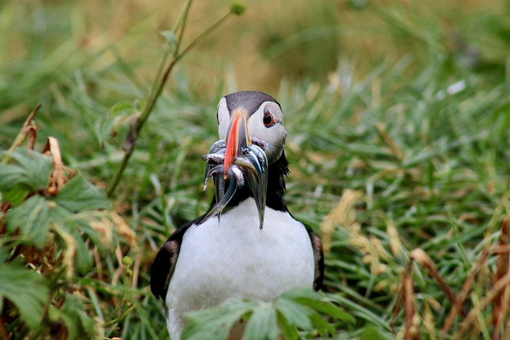 レイキャビク発の船ツアーで、海岸近くのパフィンやその他の野生動物を観察、写真7 | wizardtrip