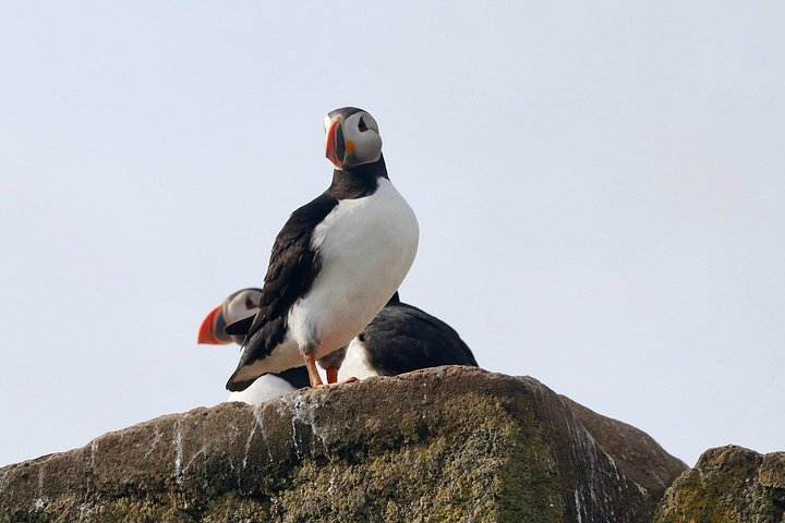 レイキャビク発の船ツアーで、海岸近くのパフィンやその他の野生動物を観察、写真8 | wizardtrip