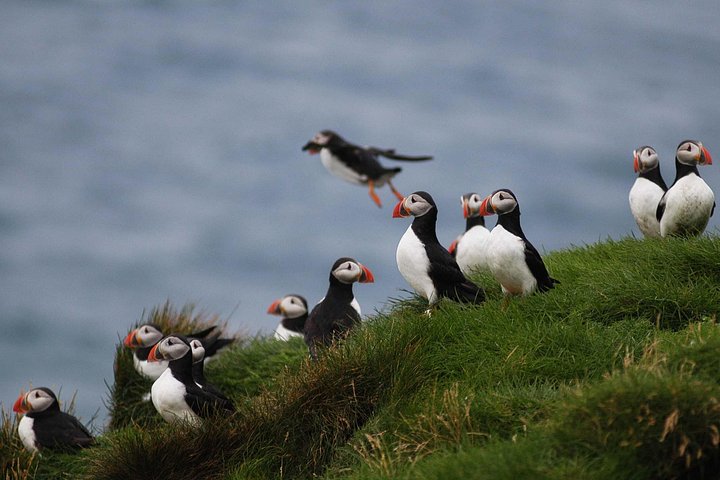 レイキャビク発の船ツアーで、海岸近くのパフィンやその他の野生動物を観察、写真10 | wizardtrip