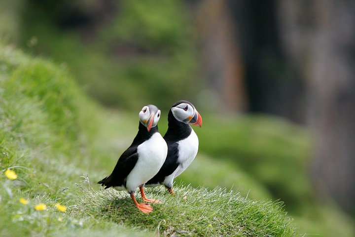 レイキャビク発の船ツアーで、海岸近くのパフィンやその他の野生動物を観察、写真11 | wizardtrip