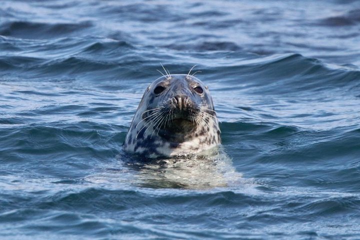 レイキャビク発の船ツアーで、海岸近くのパフィンやその他の野生動物を観察、写真14 | wizardtrip