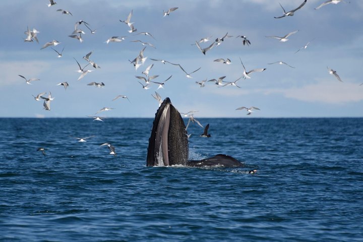 The Original Classic Whale Watching from Reykjavik | wizardtrip