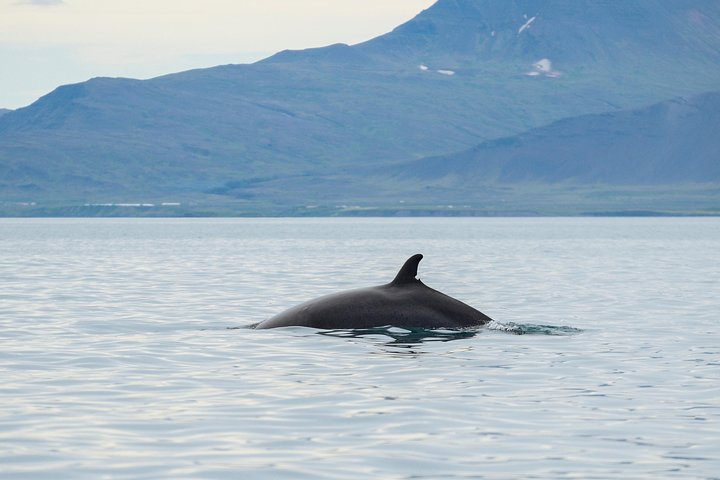 レイキャビクからのホエールウォッチングツアー、ファクサフロゥイ湾でのクジラとイルカの目撃、写真6 | wizardtrip