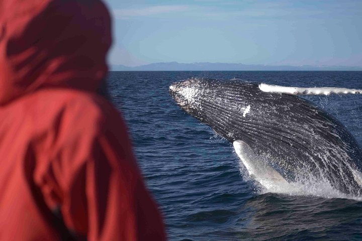 レイキャビクからのホエールウォッチングツアー、ファクサフロゥイ湾でのクジラとイルカの目撃、写真7 | wizardtrip