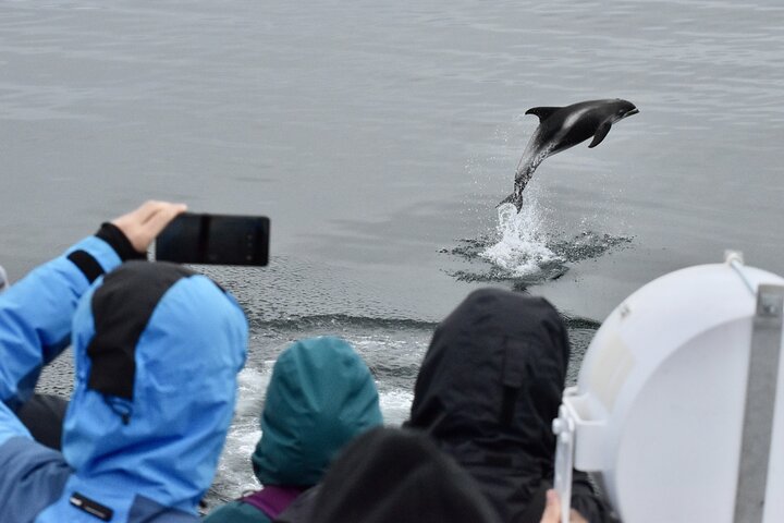 レイキャビクからのホエールウォッチングツアー、ファクサフロゥイ湾でのクジラとイルカの目撃、写真10 | wizardtrip