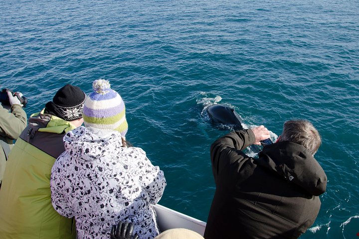 レイキャビクからのホエールウォッチングツアー、ファクサフロゥイ湾でのクジラとイルカの目撃、写真11 | wizardtrip