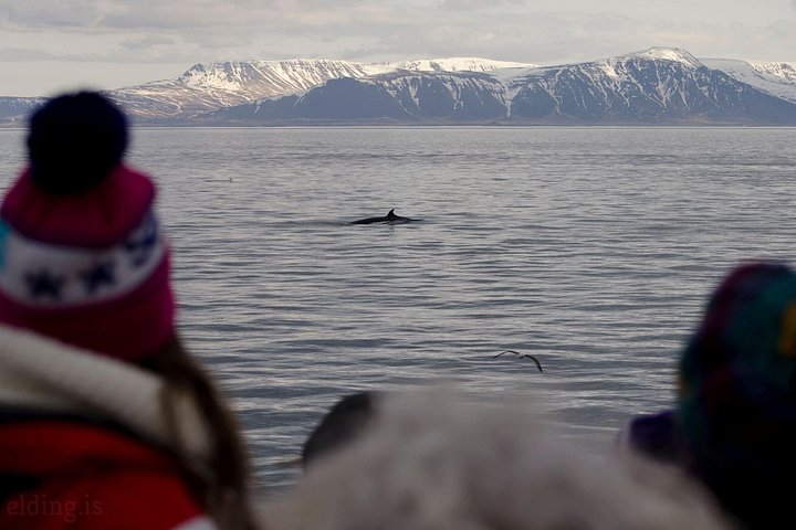 レイキャビクからのホエールウォッチングツアー、ファクサフロゥイ湾でのクジラとイルカの目撃、写真12 | wizardtrip