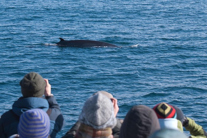 レイキャビクからのホエールウォッチングツアー、ファクサフロゥイ湾でのクジラとイルカの目撃、写真13 | wizardtrip