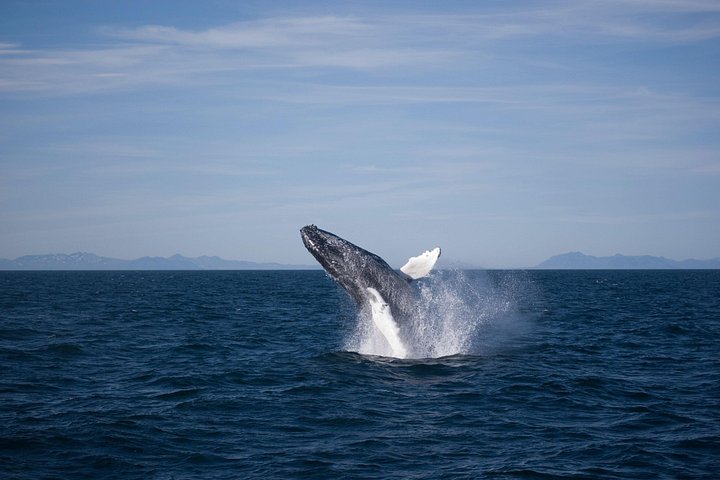 レイキャビクからのホエールウォッチングツアー、ファクサフロゥイ湾でのクジラとイルカの目撃、写真14 | wizardtrip