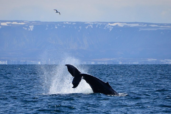 レイキャビクからのホエールウォッチングツアー、ファクサフロゥイ湾でのクジラとイルカの目撃、写真16 | wizardtrip