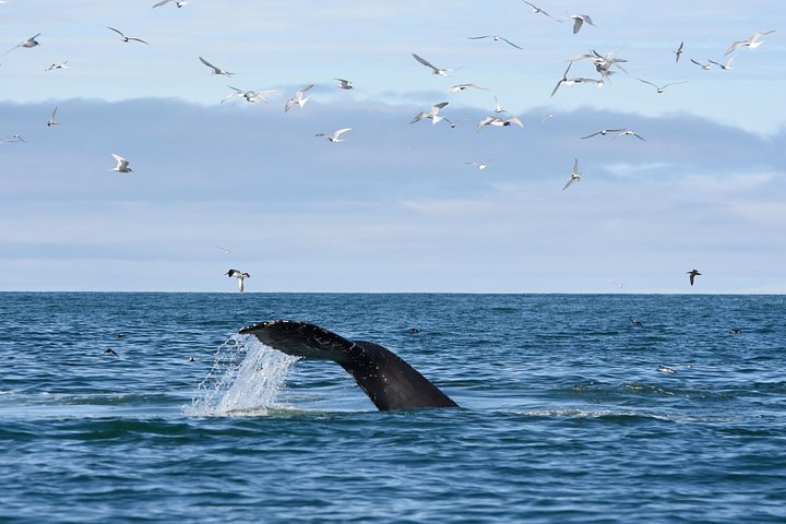 レイキャビクからのホエールウォッチングツアー、ファクサフロゥイ湾でのクジラとイルカの目撃、写真21 | wizardtrip
