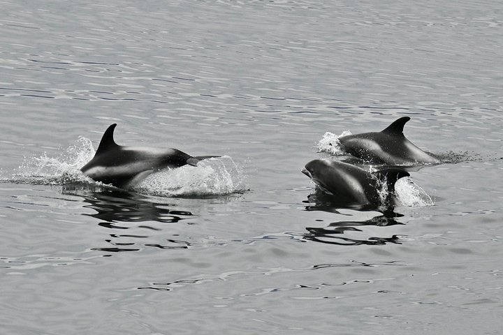 レイキャビクからのホエールウォッチングツアー、ファクサフロゥイ湾でのクジラとイルカの目撃、写真22 | wizardtrip