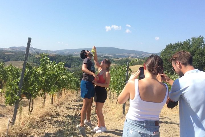 Tour œnologique en petit groupe en Toscane visitant San Gimignano, des domaines biologiques et Piazzale Michelangelo, photo 10 | wizardtrip