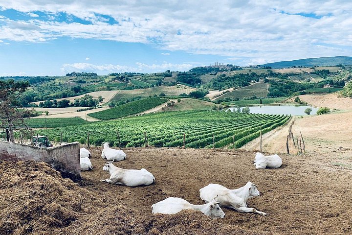 Tour œnologique en petit groupe en Toscane visitant San Gimignano, des domaines biologiques et Piazzale Michelangelo, photo 13 | wizardtrip