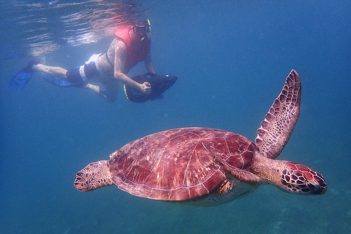 Sea scooter snorkeling adventure in Antigua, exploring coral reefs and marine life, photo 7 | wizardtrip