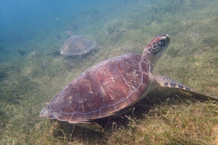 Sea scooter snorkeling adventure in Antigua, exploring coral reefs and marine life, photo 8 | wizardtrip
