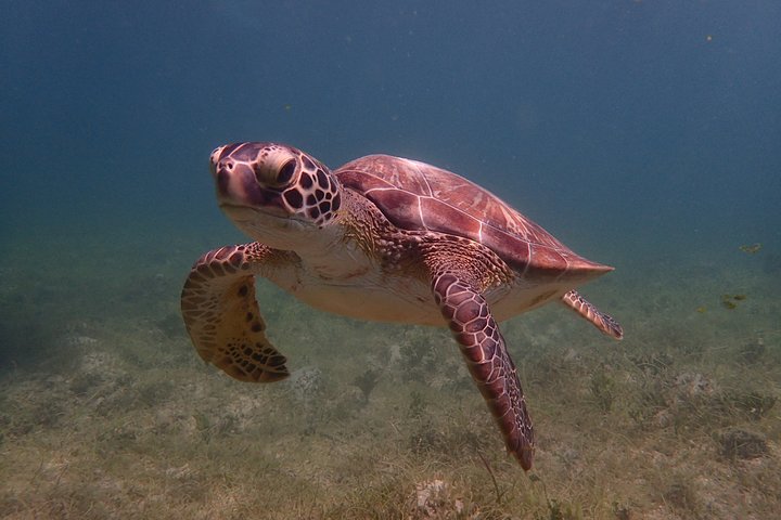 Sea scooter snorkeling adventure in Antigua, exploring coral reefs and marine life, photo 15 | wizardtrip