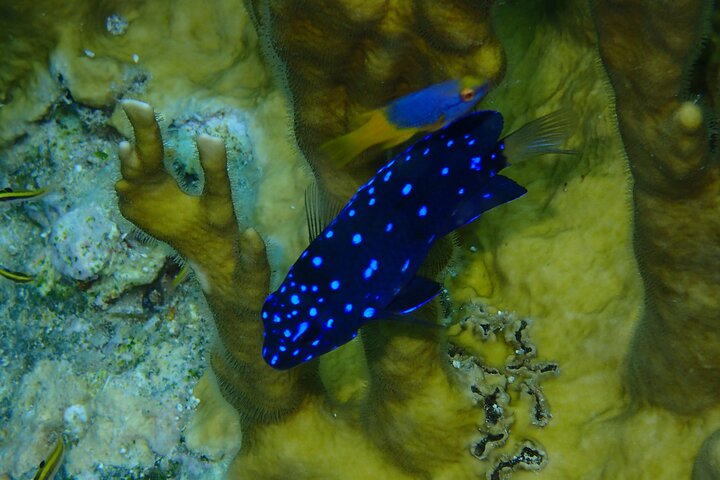 Sea scooter snorkeling adventure in Antigua, exploring coral reefs and marine life, photo 21 | wizardtrip