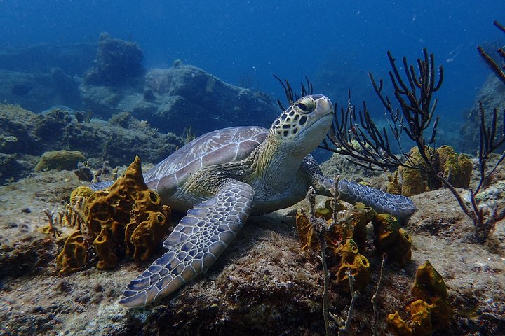 Sea scooter snorkeling adventure in Antigua, exploring coral reefs and marine life, photo 22 | wizardtrip