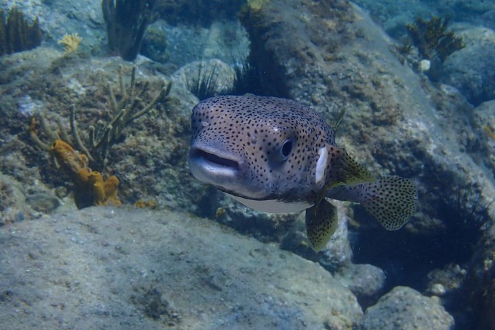 Sea scooter snorkeling adventure in Antigua, exploring coral reefs and marine life, photo 24 | wizardtrip