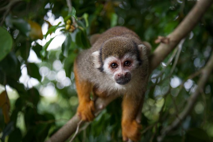 Excursion Safari Monkeyland et Plantation depuis Punta Cana | wizardtrip