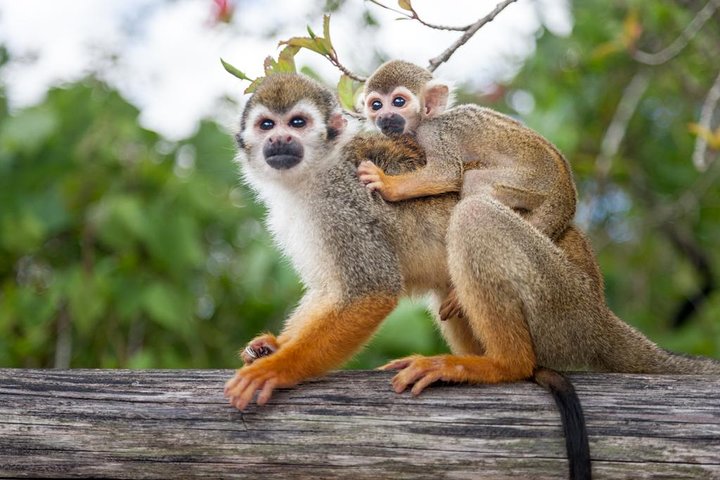 Explore o Monkeyland e uma plantação dominicana com macacos, café e cacau, incluindo recolha no hotel, foto 3 | wizardtrip