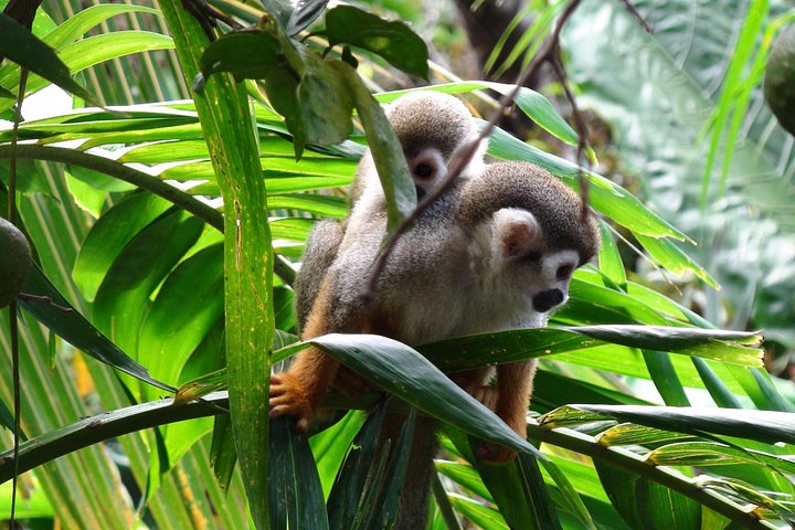 Aventura de tirolesa e interação com macacos na República Dominicana, foto 8 | wizardtrip